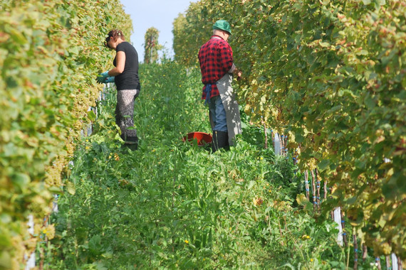 Bild Weinlese Ortswein Weingut Kranz.jpg
