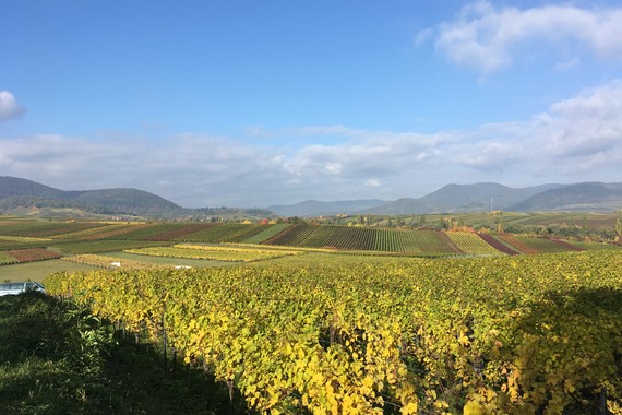 Bild Herbstlandschaft Weingut Kranz
