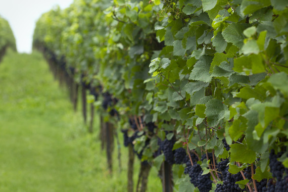 Bild Spaetburgunder _ Weingut Krannz