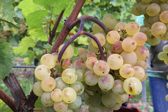 Bild Weißer Burgunder vom Landschneckenkalk Weingut Kranz.jpg